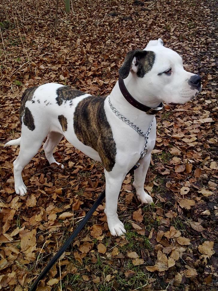 Amerikansk bulldog Tøsen - tøsen,,,16 mdr billede 1