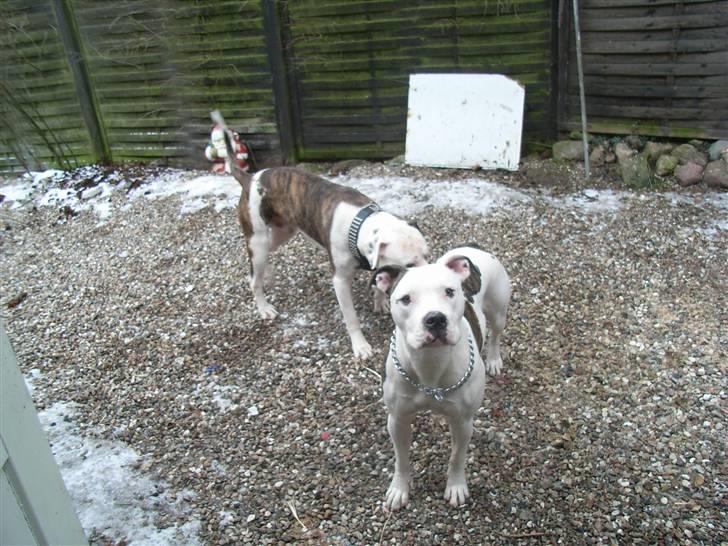 Amerikansk bulldog Tøsen - Hvad så,,,lille fis billede 2