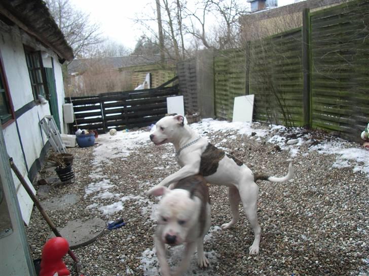 Amerikansk bulldog Tøsen - nu vil jeg altså lege billede 3