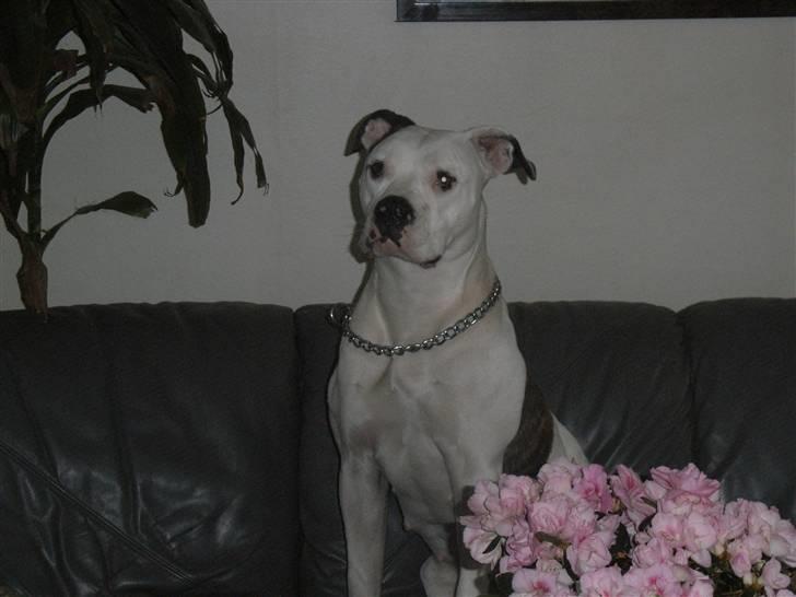 Amerikansk bulldog Tøsen - sidder jeg ikke fint billede 4