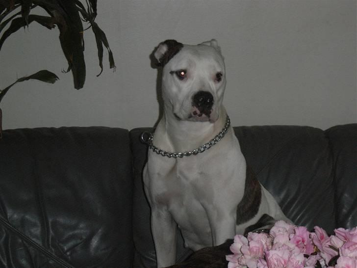 Amerikansk bulldog Tøsen billede 5