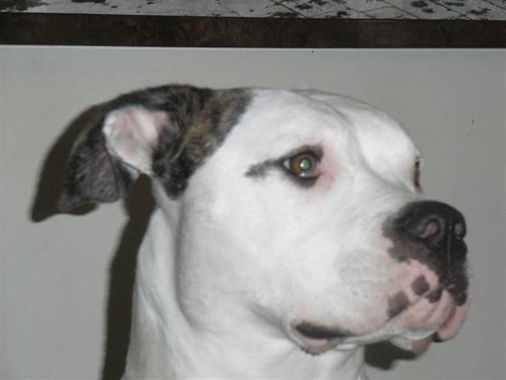 Amerikansk bulldog Tøsen - meget sigende udtryk billede 6