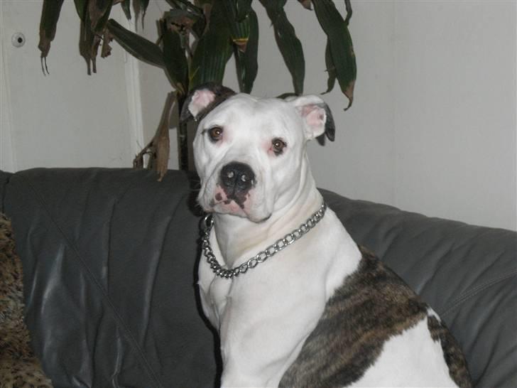 Amerikansk bulldog Tøsen billede 7