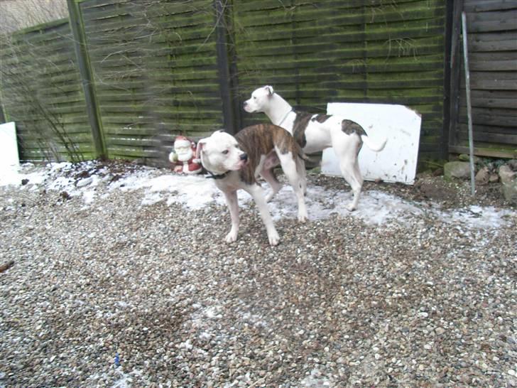 Amerikansk bulldog Tøsen - kom og fang mig billede 8