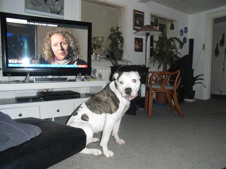 Amerikansk bulldog Tøsen - kigger du tv eller på mig billede 9
