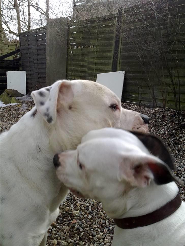 Amerikansk bulldog Tøsen - om lidt snupper jjeg dig i halsen billede 10