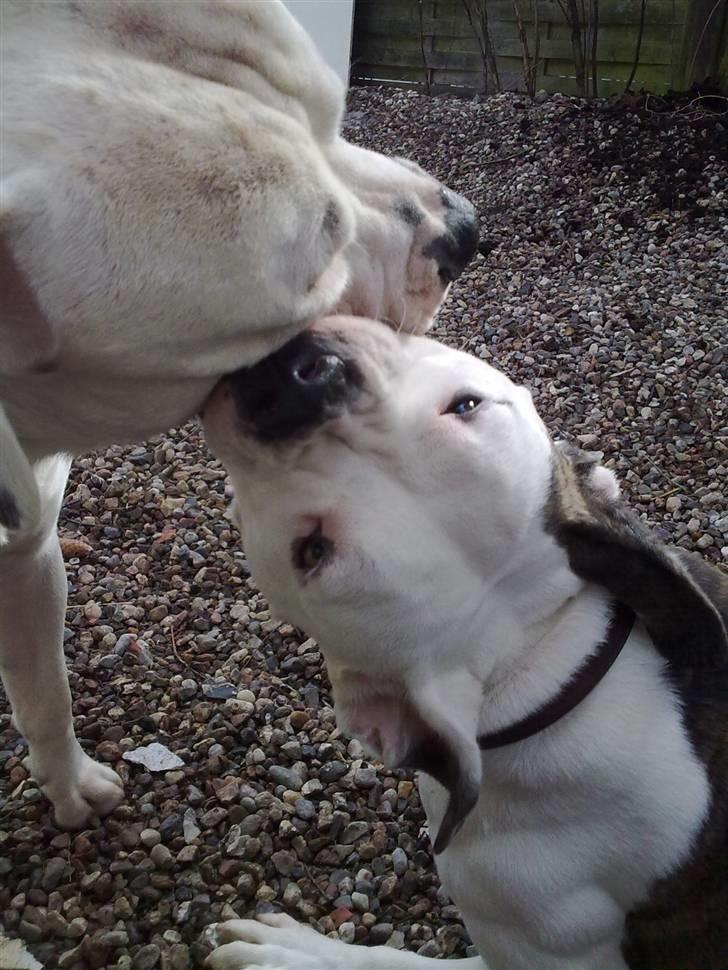 Amerikansk bulldog Tøsen - hvad sagde jeg billede 11