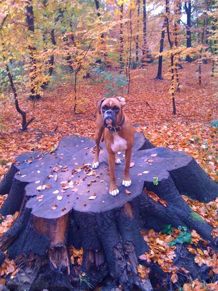 Boxer Kenzo, Keni´s Hummer billede 14