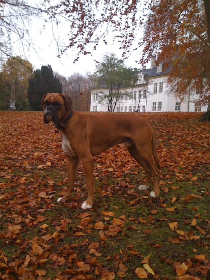 Boxer Kenzo, Keni´s Hummer billede 15