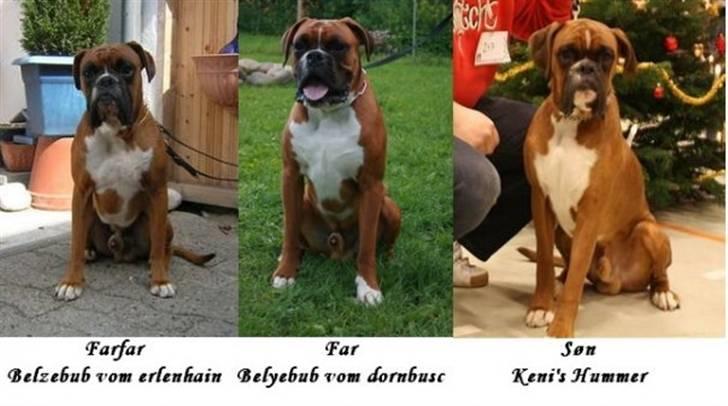 Boxer Kenzo, Keni´s Hummer billede 16