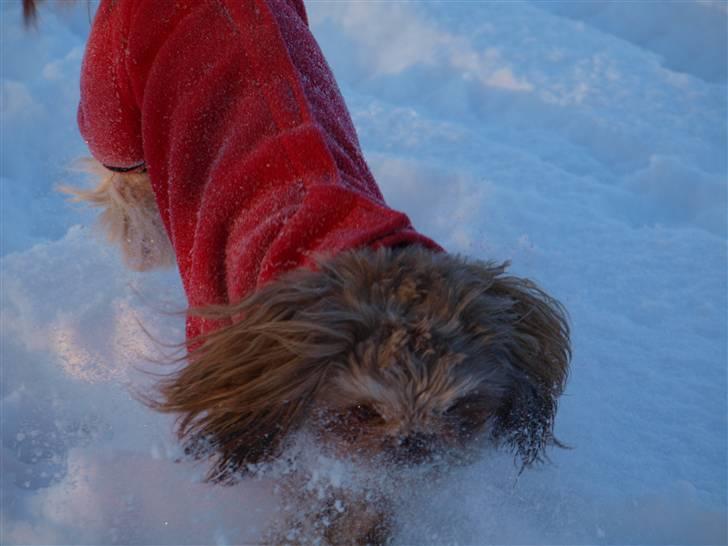 Shih tzu Valentina (Kaldt Kiko) billede 1