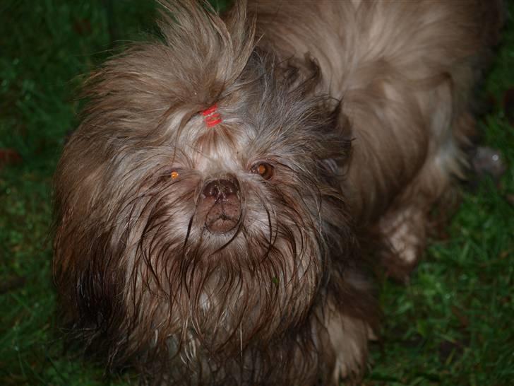 Shih tzu Valentina (Kaldt Kiko) billede 2