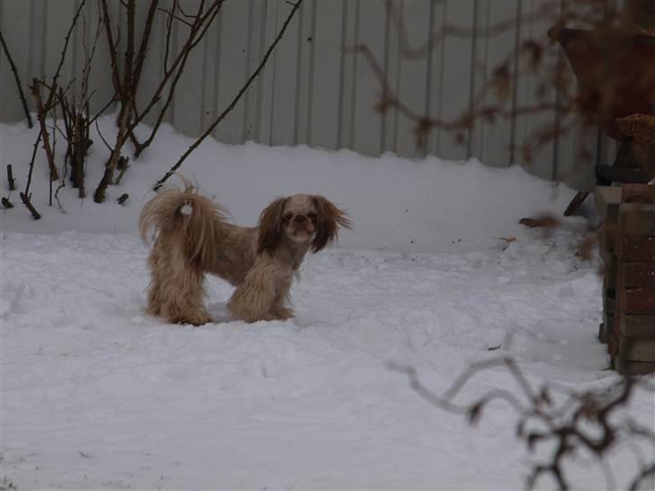 Shih tzu Valentina (Kaldt Kiko) billede 3