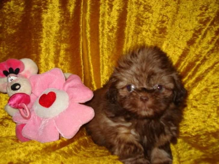 Shih tzu Valentina (Kaldt Kiko) billede 4