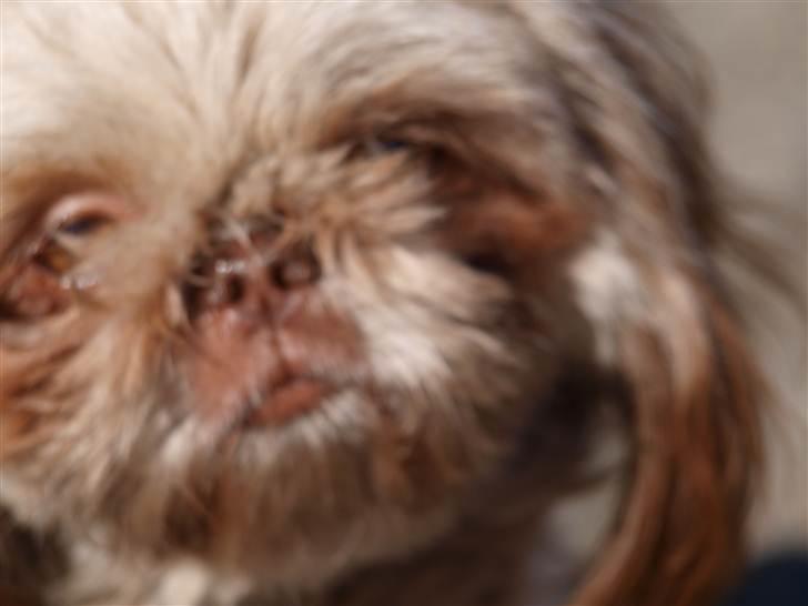 Shih tzu Valentina (Kaldt Kiko) billede 5