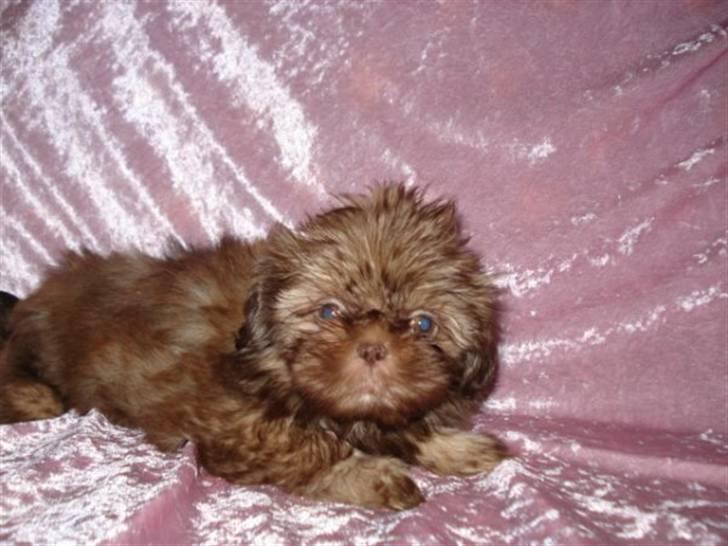 Shih tzu Valentina (Kaldt Kiko) billede 6