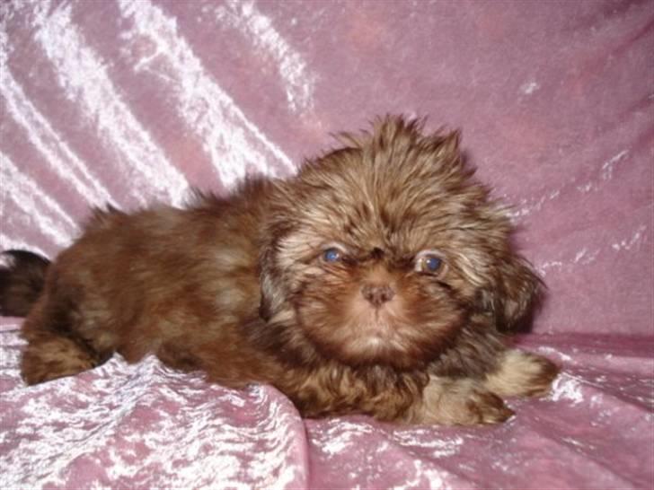 Shih tzu Valentina (Kaldt Kiko) billede 7