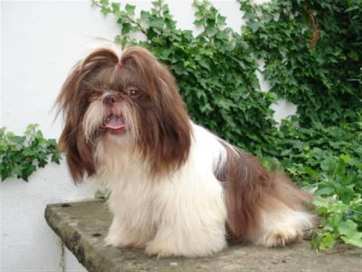 Shih tzu Valentina (Kaldt Kiko) - Dette er min far som stammer fra USA.  billede 8