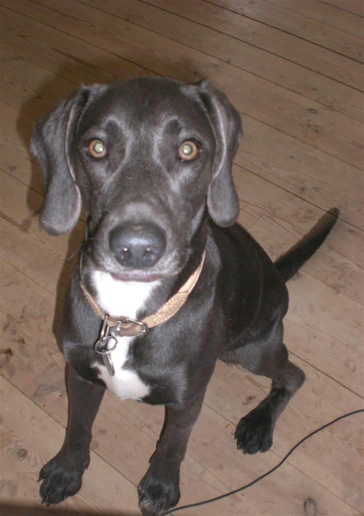 Blanding af racer Lukka billede 16