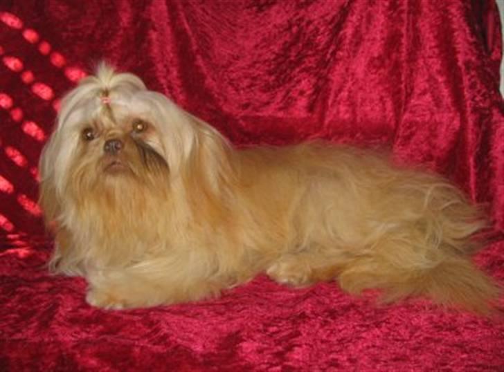 Shih tzu Valentina (Kaldt Kiko) - Min mor som er fra Texas billede 9