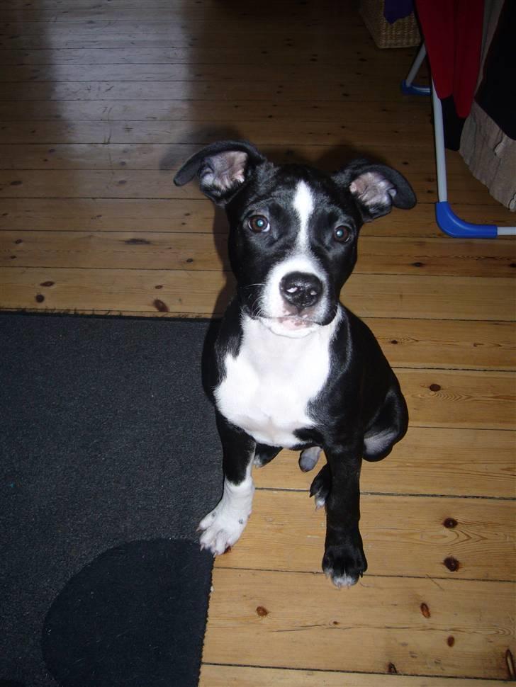 Blanding af racer Simba billede 1