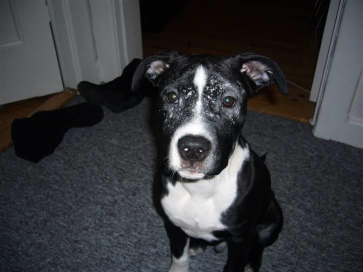 Blanding af racer Simba - Havde lige bagt boller, og havde ikk set a han stod lige under mig da jeg børstede mine hænder af.. := billede 2