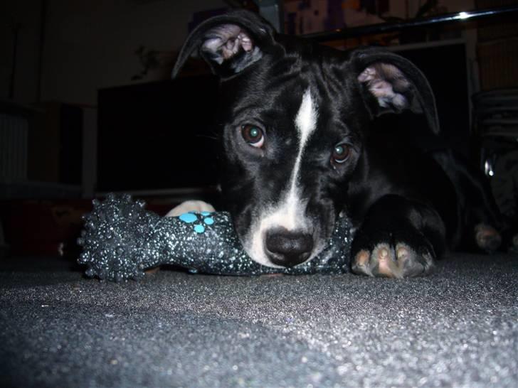 Blanding af racer Simba billede 3