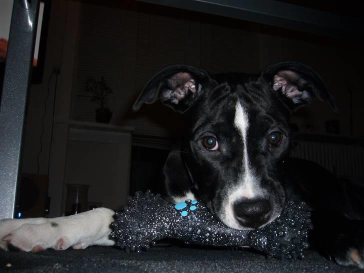 Blanding af racer Simba billede 4