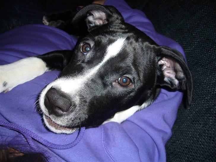 Blanding af racer Simba billede 5