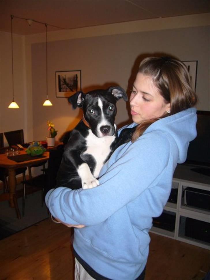 Blanding af racer Simba billede 6