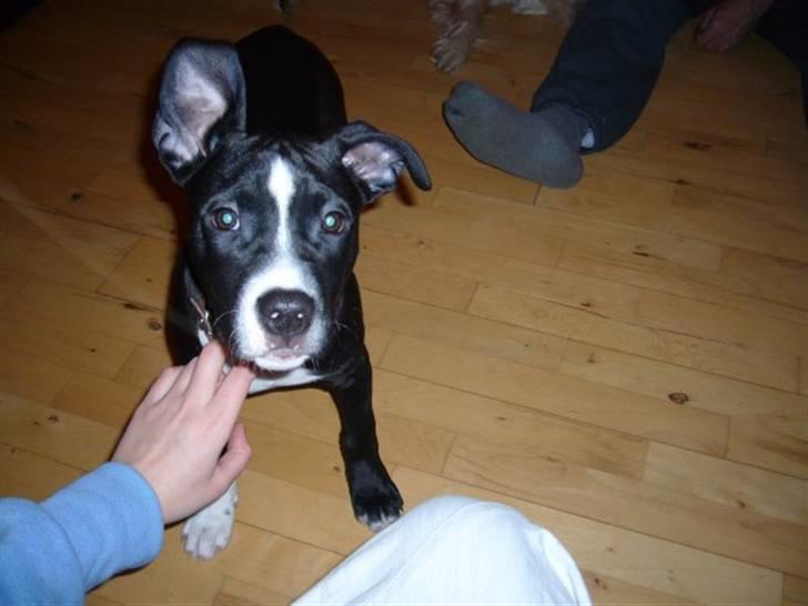 Blanding af racer Simba billede 7