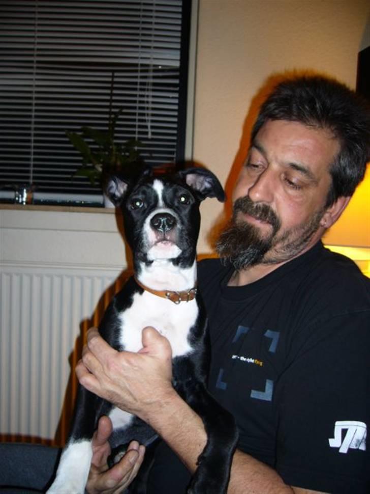 Blanding af racer Simba billede 8