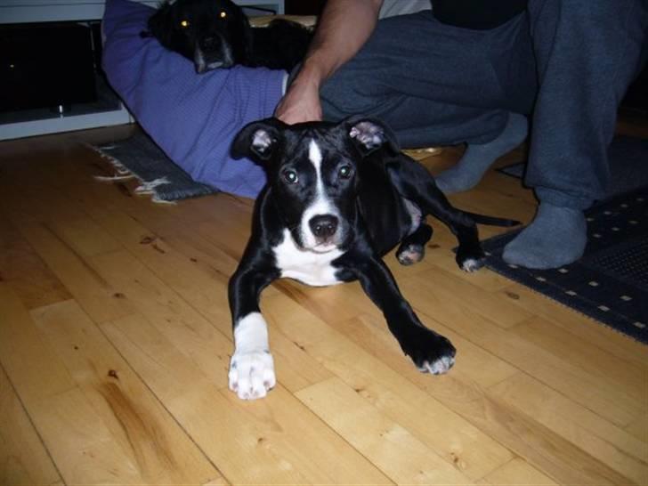 Blanding af racer Simba billede 9