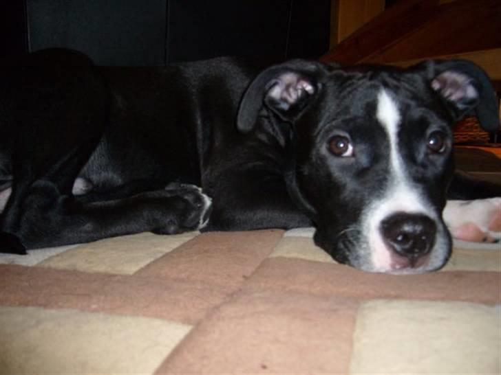 Blanding af racer Simba billede 10