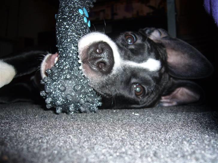 Blanding af racer Simba billede 11