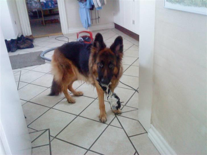 Schæferhund Liva<3 billede 1