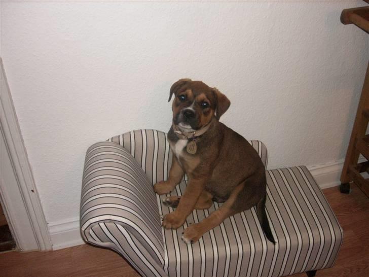 Blanding af racer sanka - lille sofa eller stor hund- bedøm selv!? billede 7