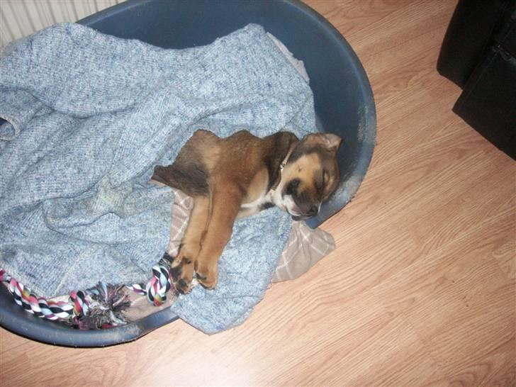 Blanding af racer sanka - en lille lur billede 8