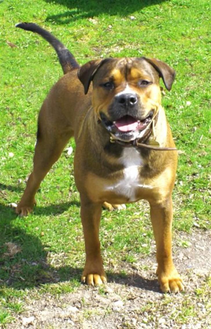 Blanding af racer sanka - flot se han ud billede 9