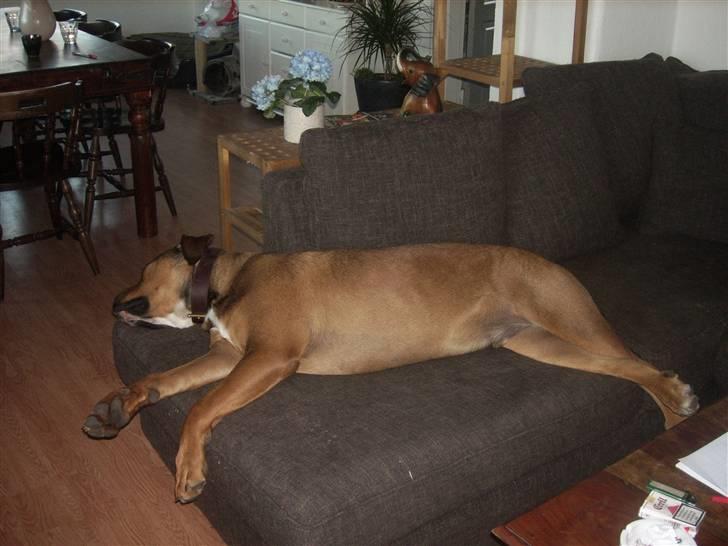 Blanding af racer sanka - man er jo nød til at købe en stor sofa når hunden fylder SÅ meget.... billede 10
