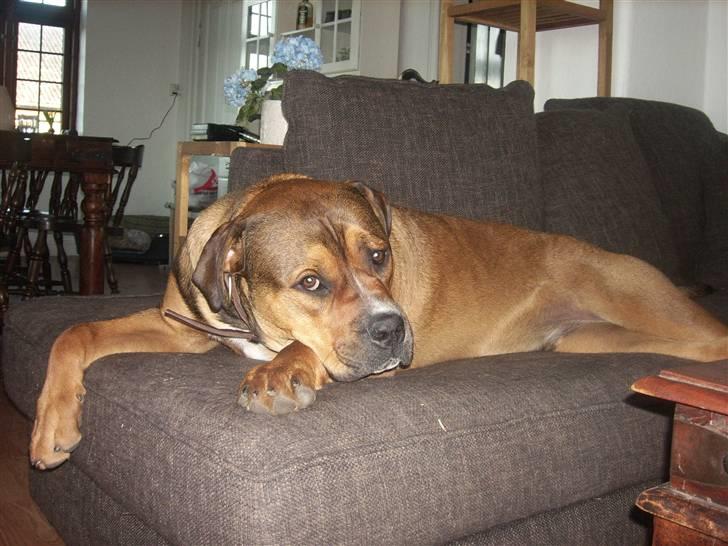 Blanding af racer sanka - prøv lige at snakke om hundeøjne billede 11