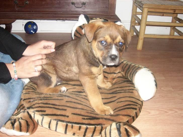 Blanding af racer sanka - yndlings bamse billede 12