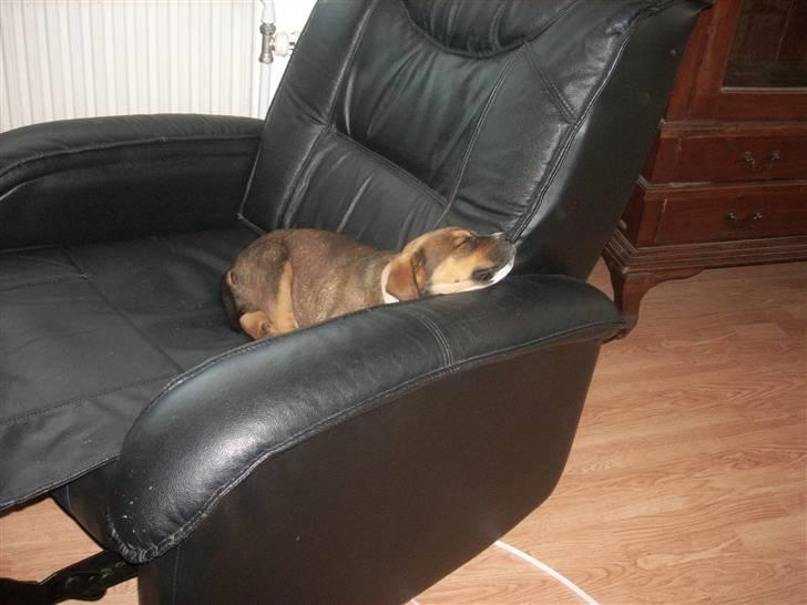 Blanding af racer sanka - sankas stol billede 13