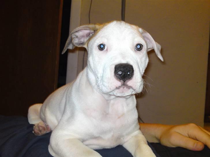 Amerikansk staffordshire terrier Cesar billede 1