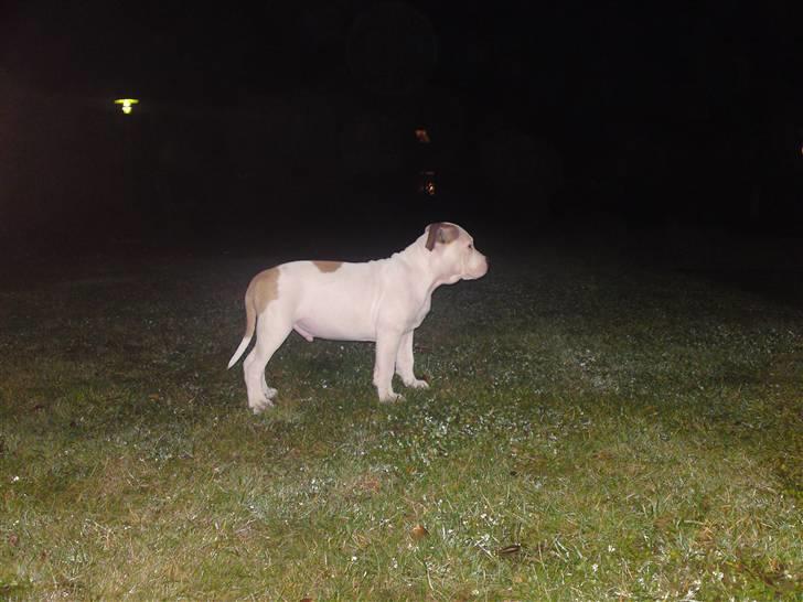 Amerikansk staffordshire terrier Cesar billede 2