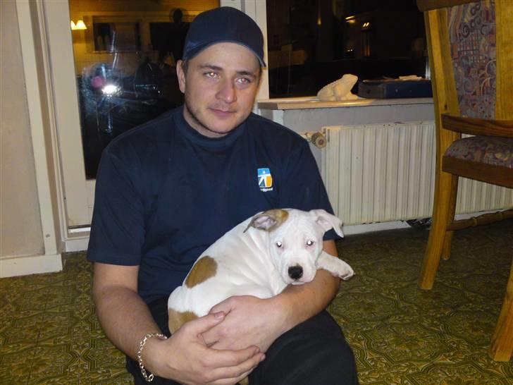 Amerikansk staffordshire terrier Cesar billede 3