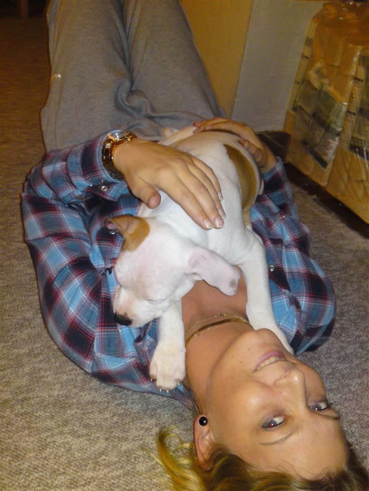 Amerikansk staffordshire terrier Cesar billede 4