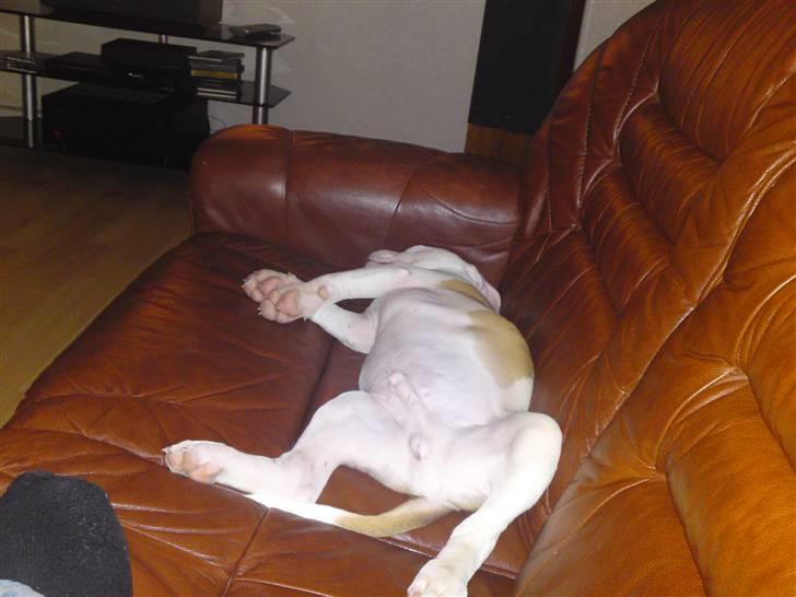 Amerikansk staffordshire terrier Cesar billede 5