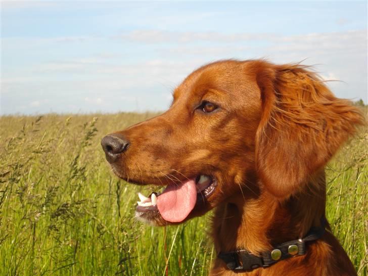 Irsk setter Mårup Freya - Smukke´freya <´3 marktræning  billede 16