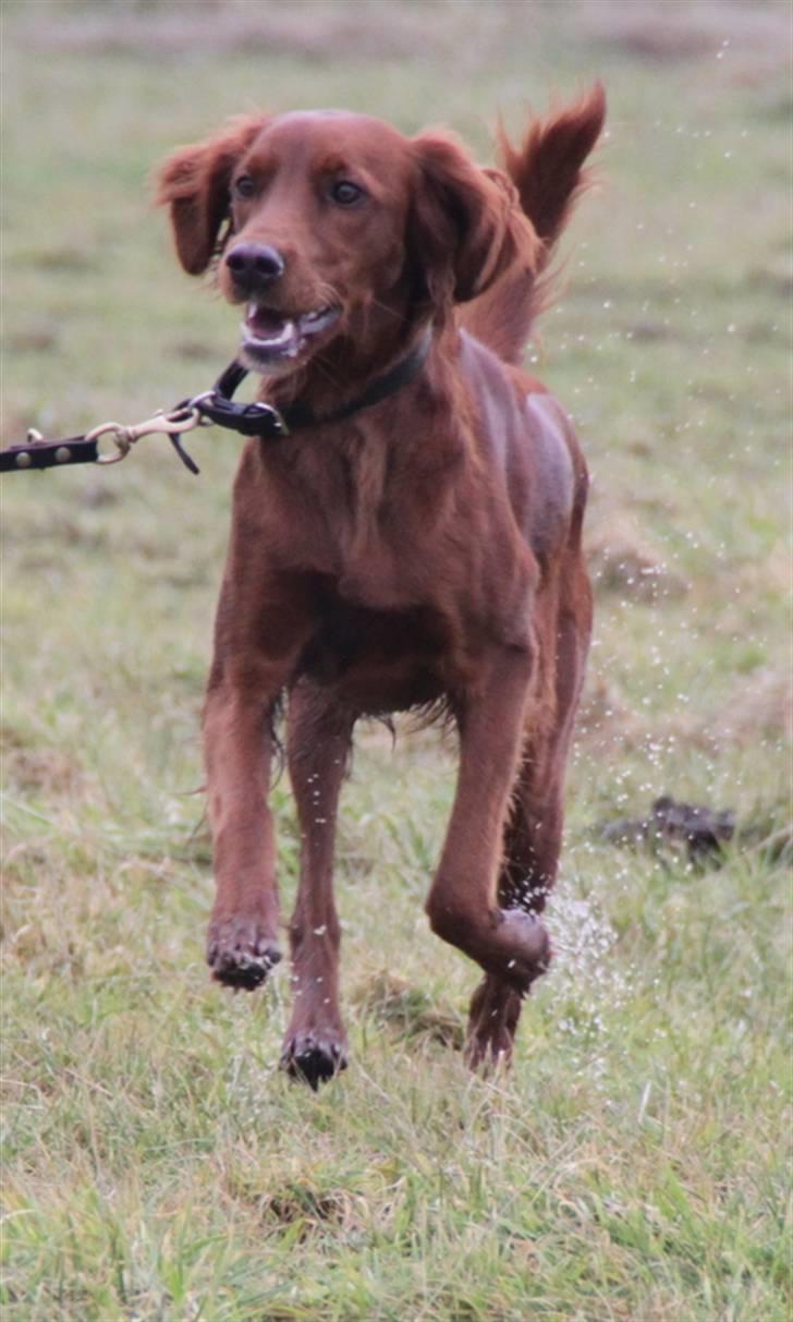 Irsk setter Mårup Freya - På marken med Freya<3 billede 17